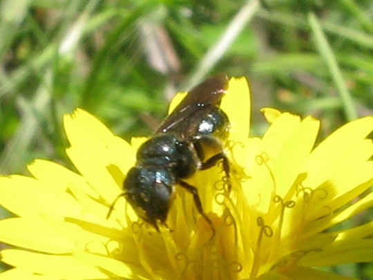 Ceratina sub genere Euceratina